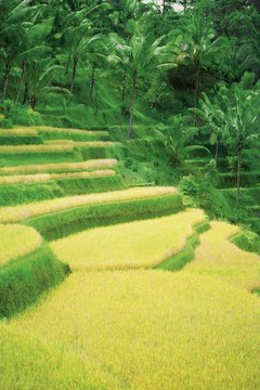Medioimages/Photodisc/Photodisc/Getty Images Many gouramis thrive in rice paddies.