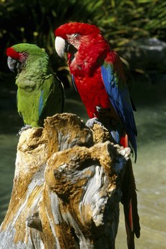 Jupiterimages/Photos.com/Getty Images Any breed of bird can catch the polyomavirus.