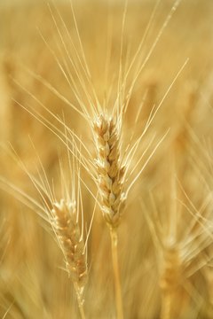 Jupiterimages/Comstock/Getty Images You can hedge futures contracts on all sorts of commodities, including gold, oil and wheat.