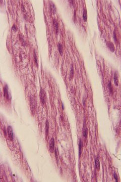 The cell membrane of a muscle cell allows nutrients to pass through.