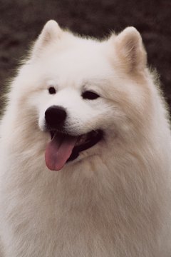 Jupiterimages/Photos.com/Getty Images Safeguard your Samoyed against bloat by learning the causes and warning signs.