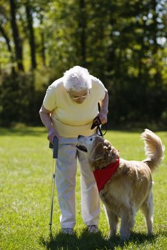 Apple Tree House/Lifesize/Getty Images Homeopathic care can be a comfort to a dog with joint pain .