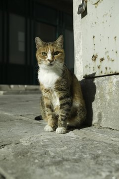 Photodisc/Photodisc/Getty Images You mean there are more fungi in the world than felines?