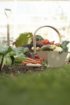 Martin Poole/Digital Vision/Getty Images Fresh vegetables are a source of vitamins and fiber for dogs.