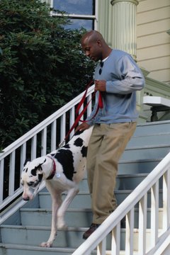 DailyPuppy article image