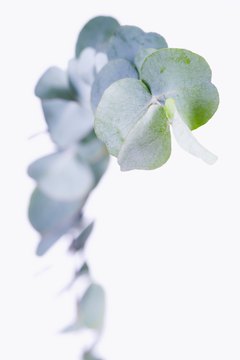 Dynamic Graphics/Polka Dot/Getty Images Eucalyptus tea is good for you in moderation.