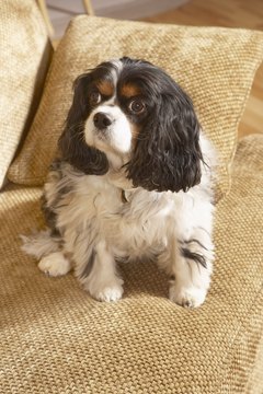 DailyPuppy article image