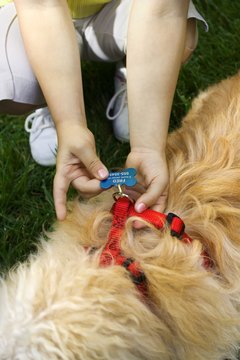 Thinkstock/Stockbyte/Getty Images ID tags provide the person who finds your lost dog with all the information they need to contact you.