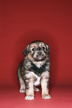 Thinkstock/Comstock/Getty Images Try not to run to your pup when he cries.