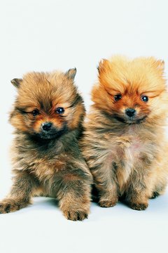 Does Bathing Help A Pomeranian S Coat Come In Pets