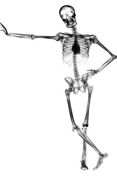 The skeletal system provides the framework for the body's shape.
