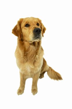 George Doyle & Ciaran Griffin/Stockbyte/Getty Images A good suckle helps your pooch relax after a stressful day.
