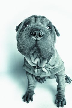 Photodisc/Photodisc/Getty Images Shar-peis are low maintenance dogs and require minimal grooming.