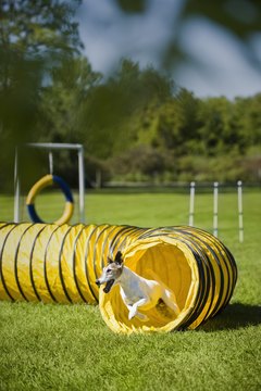 DailyPuppy article image