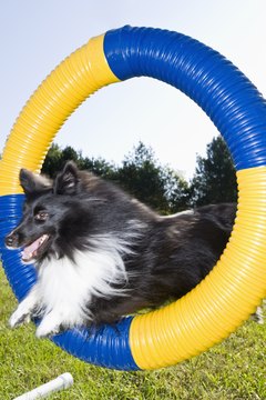 DailyPuppy article image