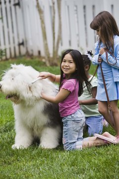 Jupiterimages/Comstock/Getty Images Brush your dog daily during shedding season.