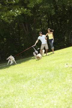 NA/Photos.com/Getty Images Keep you cocker spaniel moving to keep his undesirable energy in check.