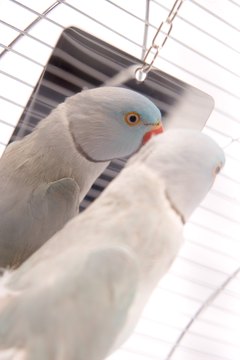BananaStock/BananaStock/Getty Images Some parakeets will guard the mirror from cagemates after becoming obsessed with the reflection.
