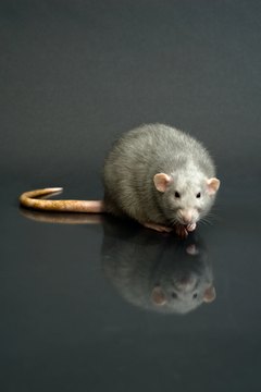 Jupiterimages/Photos.com/Getty Images Rat poison can be fatal for dogs and cats.