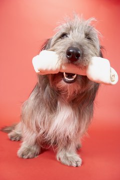 BananaStock/BananaStock/Getty Images Rawhide bones are a fun chew toy option.