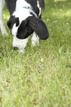 Jupiterimages/Photos.com/Getty Images The desire to roam is very common in unfixed male dogs.