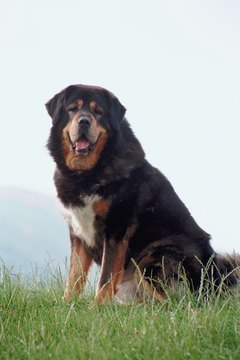 Jupiterimages/Photos.com/Getty Images The Tibetan mastiff has much in common with the Caucasian shepherd.