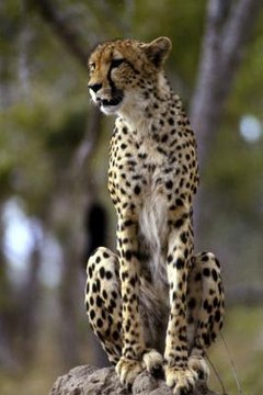 Differences Between Jaguars & Cheetahs | Animals - mom.me