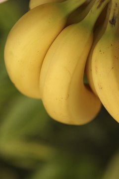 Hemera Technologies/AbleStock.com/Getty Images Bananas are a rich source of potassium, fiber and vitamins.