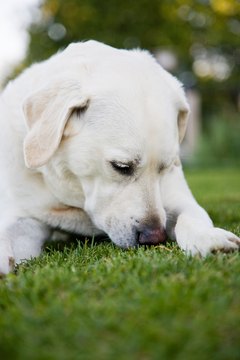 Jupiterimages/Photos.com/Getty Images Dogs may use grass as a natural washroom.
