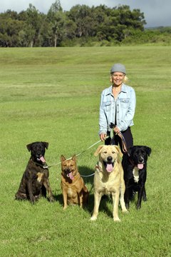 Thinkstock Images/Comstock/Getty Images Spend time with dogs, enjoy the fresh air and get paid.