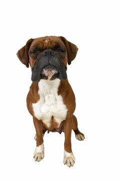 DailyPuppy article image