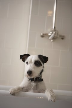 Chris Amaral/Photodisc/Getty Images Even doggies are vulnerable to pesky hair woes.
