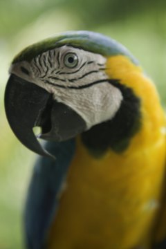 Photodisc/Photodisc/Getty Images Your parrot's diarrhea could be a symptom of a bigger problem.