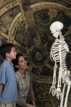 Studying the human body lets children see what they look like on the inside.