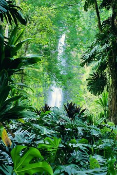 Evaporation from plants is a major component in the global water cycle.