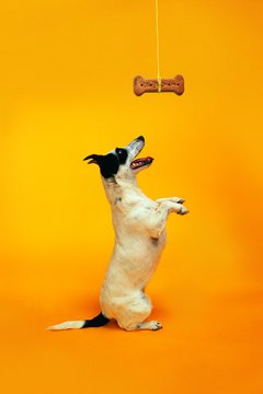Rewards and punishments work for dogs, but can they improve human conduct?