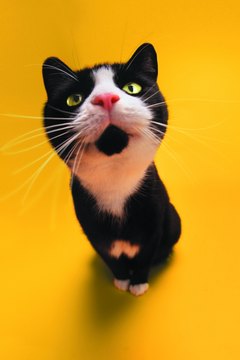 Photodisc/Photodisc/Getty Images Superior smell allows cats to detect body chemistry changes caused by illness.