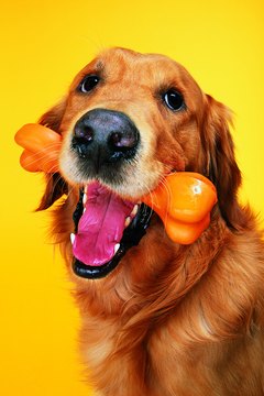 DailyPuppy article image