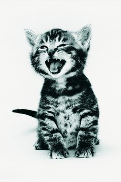 Photodisc/Photodisc/Getty Images Yowling is kitten-speak for "This hurts!"