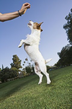 DailyPuppy article image