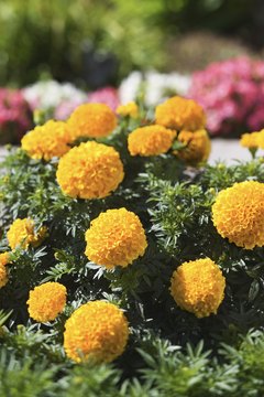 Marigolds play a significant role in Dia de los Muertos celebrations.