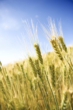 Jupiterimages/Comstock/Getty Images Cut a swath into commodities with wheat futures.