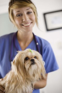 Jupiterimages/Brand X Pictures/Getty Images Veterinarian assistants help ensure smooth operations at animal clinics.