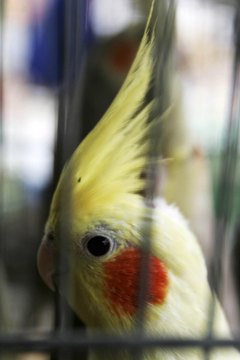 Abid Katib/Getty Images News/Getty Images You want your cockatiel looking at you instead of a reflection.
