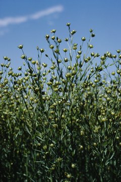 Photos.com/Photos.com/Getty Images The flax plant produces blue flowers and golden seeds.