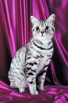 shorthair silver tabby cat