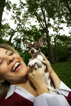 DailyPuppy article image