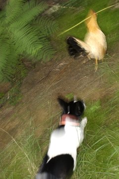 Thinkstock/Comstock/Getty Images Hunting dogs and terriers have strong prey drives and will chase smaller animals.