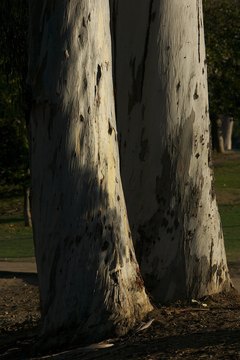 Stephen Dunn/Getty Images News/Getty Images The bark of eucalyptus trees, like the pair pictured here in 2007 at San Diego's Balboa Park, is poisonous to cats.
