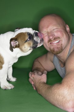 Digital Vision./Digital Vision/Getty Images Licking human faces is a common and functional dog behavior.